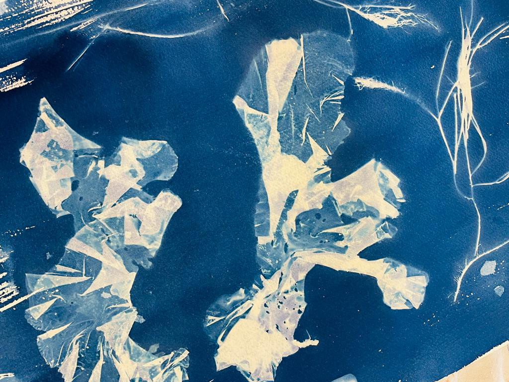 Cyanotype d'algue réalisé lors de l'atelier de septembre